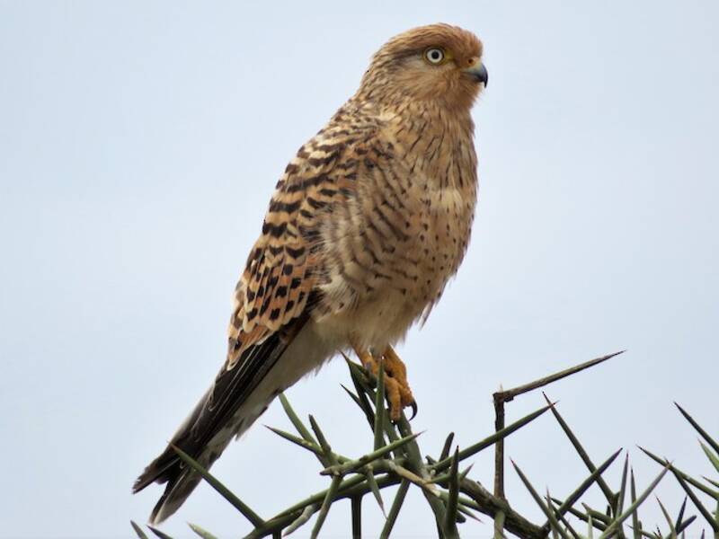 Großer Turmfalke