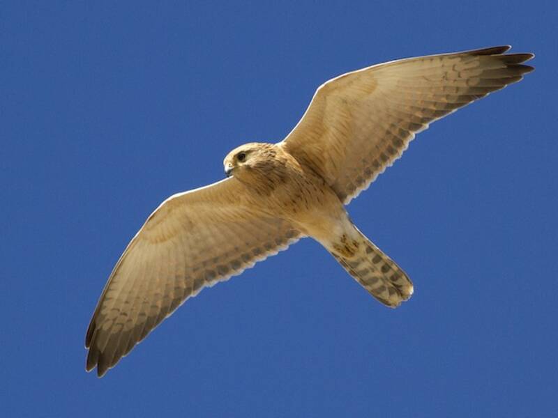 Großer Turmfalke, Fotos 2