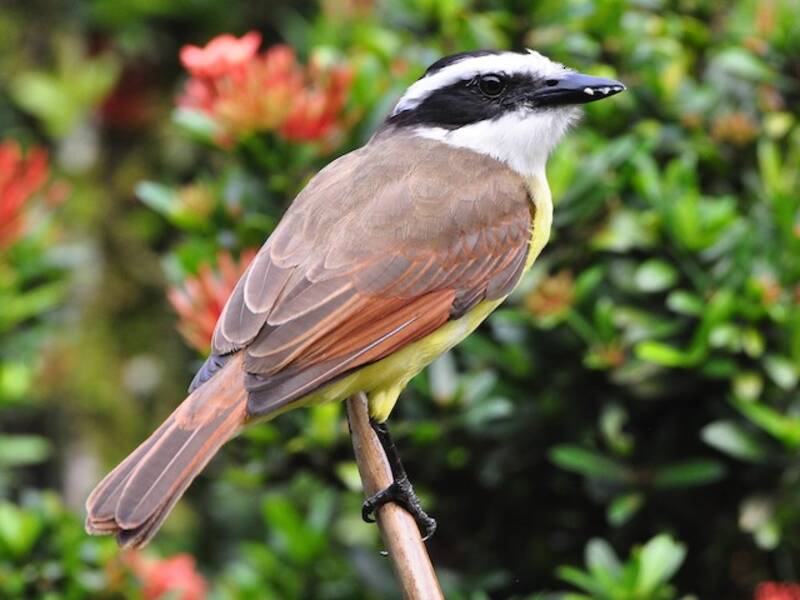 Great Kiskadee, Photos 3