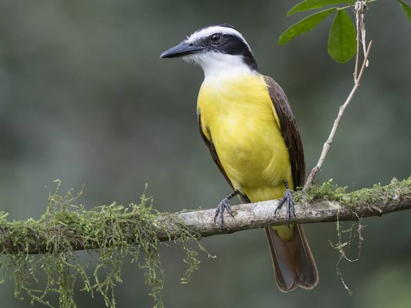 Great Kiskadee, Photos 2