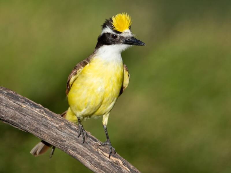 Great Kiskadee, Photos 4