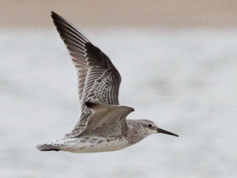 Great Knot