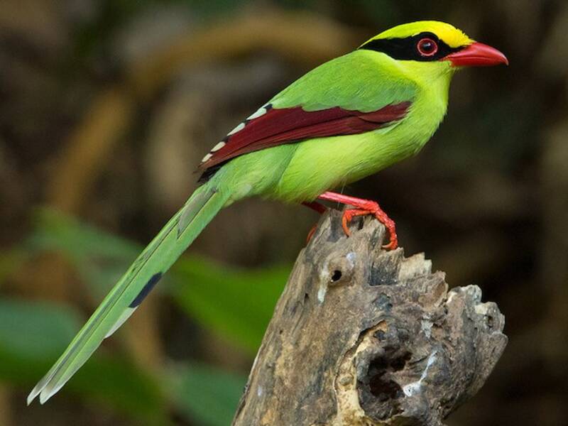 Common Green-Magpie