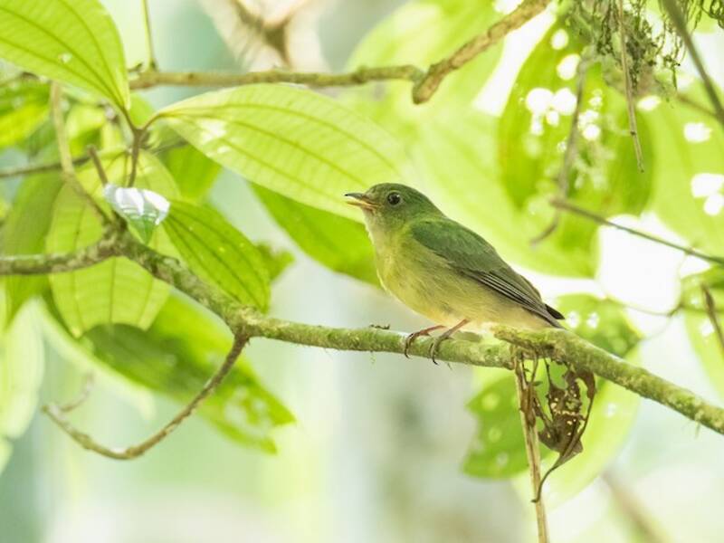 Manakin vert