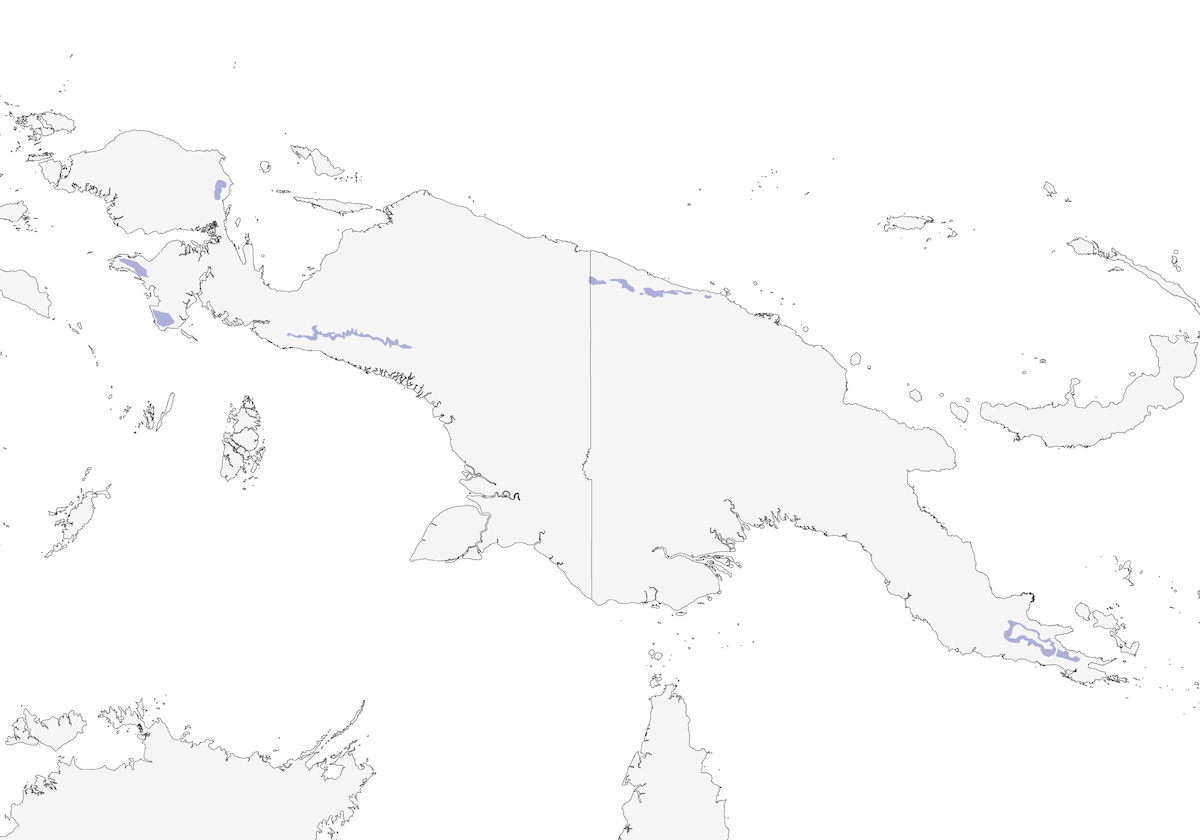 Mélampitte géante, Distribution 1