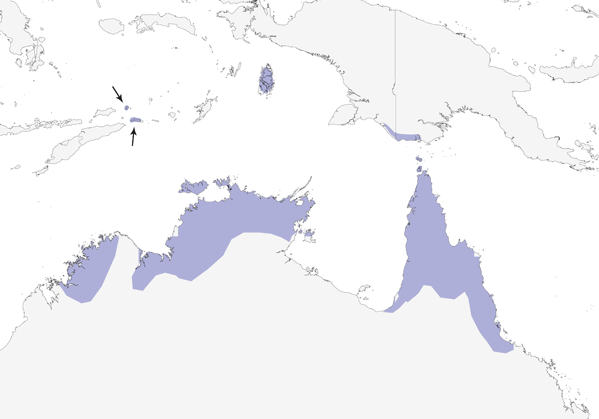 Oriolo verde, Distribuzione 1