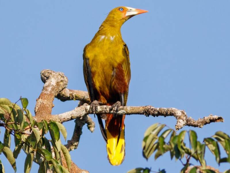 Oropendola verde, Foto 3