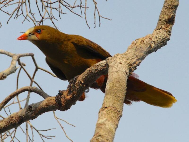 Oropendola verde, Foto 4