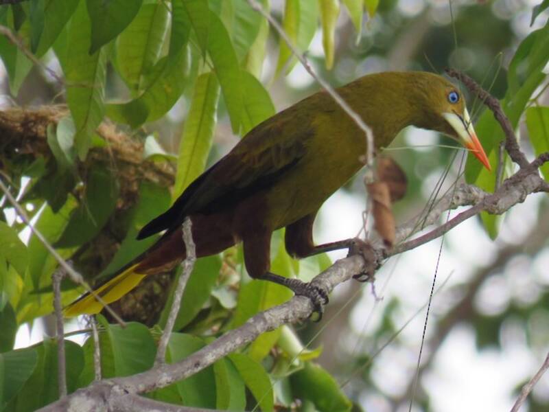 Oropendola verde