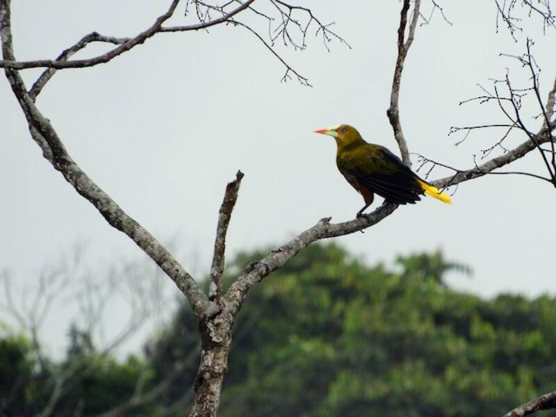 Oropendola verde, Foto 2