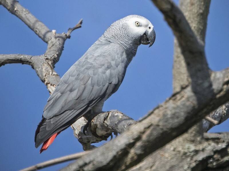 Loro Yaco, Fotos 3