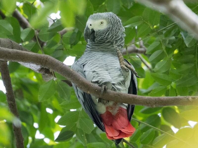 Loro Yaco, Fotos 4