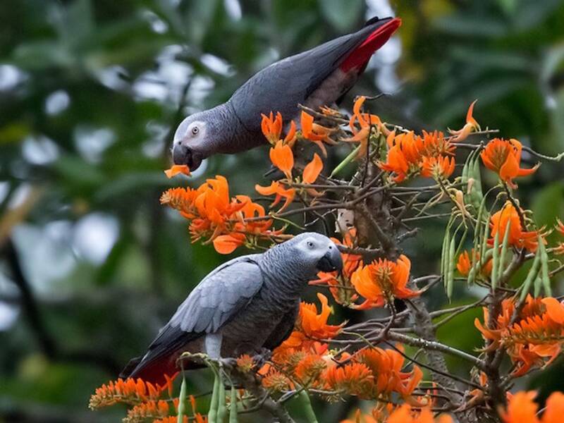 Gray Parrot (Psittacus erithacus)