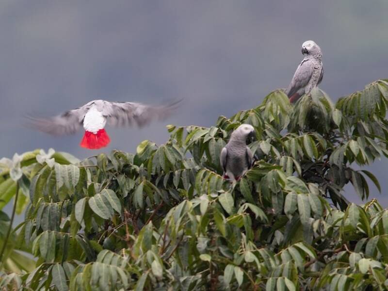 Loro Yaco, Fotos 2