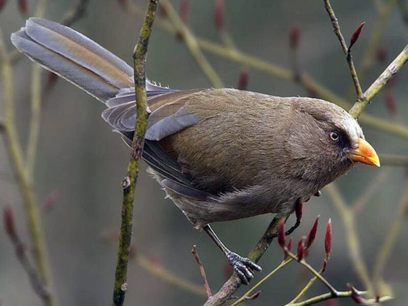 Great Parrotbill, 照片 3