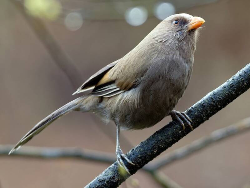 Great Parrotbill, 照片 2