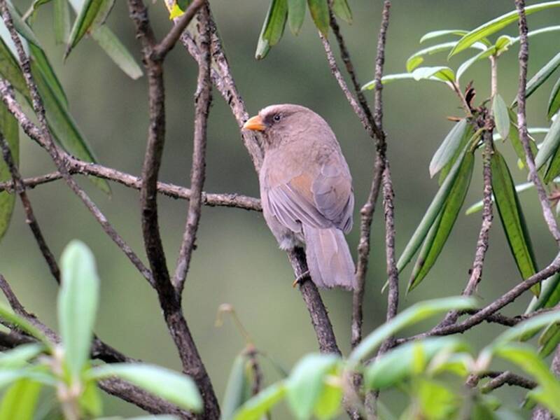 Great Parrotbill, 照片 4
