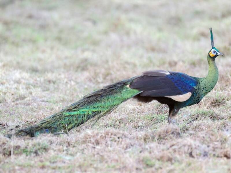 Green Peafowl, Photos 2