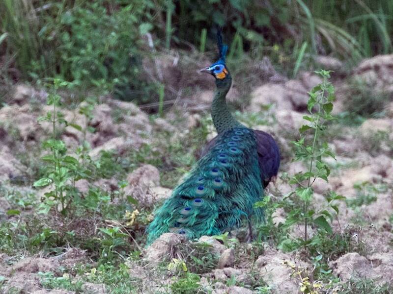 Green Peafowl, Photos 4