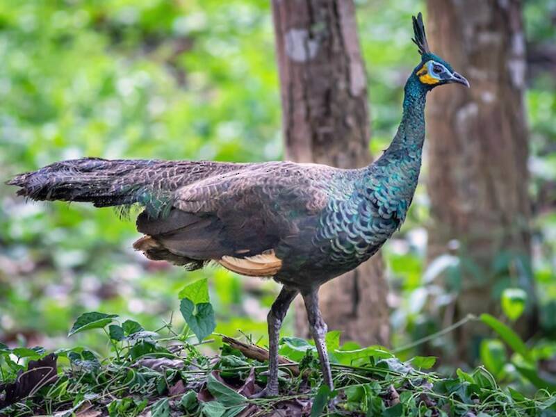 Green Peafowl (Pavo muticus)