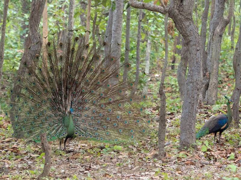 Green Peafowl, Photos 3