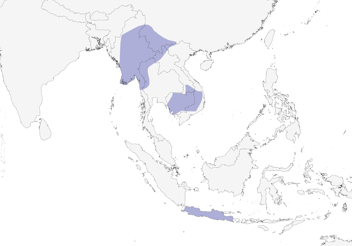 Green Peafowl, Distribution 1