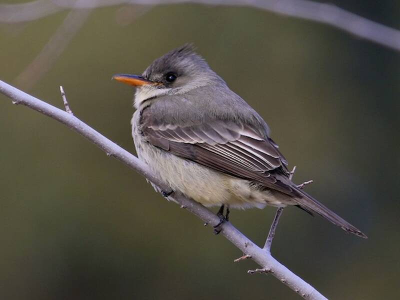 Greater Pewee