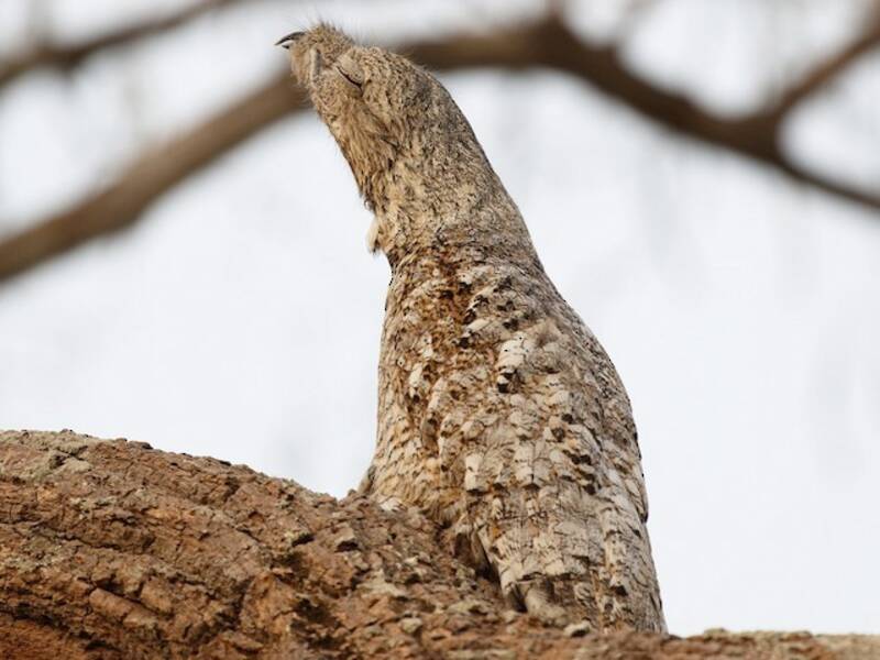 Great Potoo