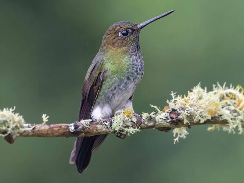 Colibrì zampepiumose verdastro