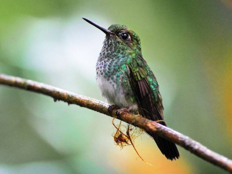 Colibrì zampepiumose verdastro, Foto 2