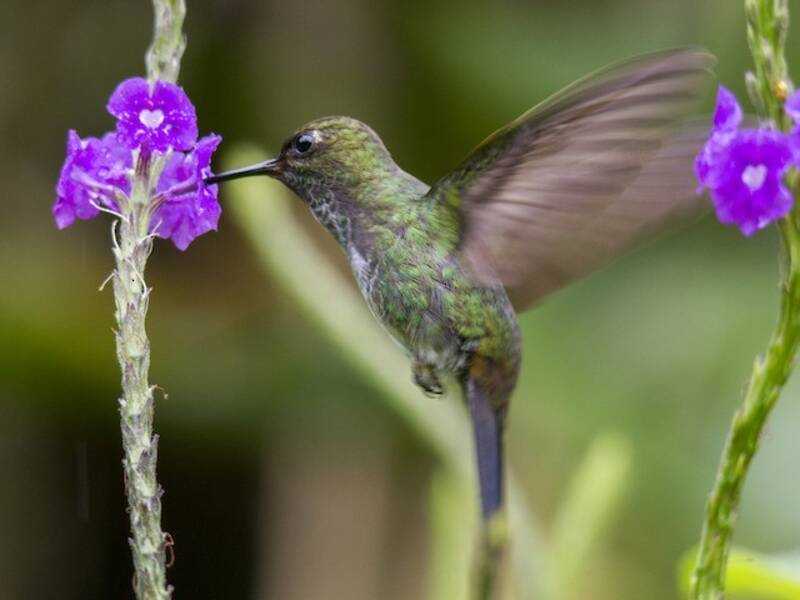 Colibrì zampepiumose verdastro, Foto 3