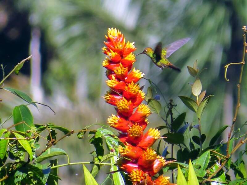 Colibrì zampepiumose verdastro, Foto 4