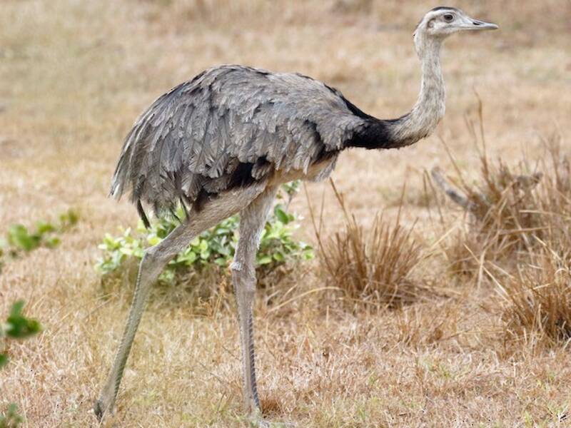 Greater Rhea, 照片 3