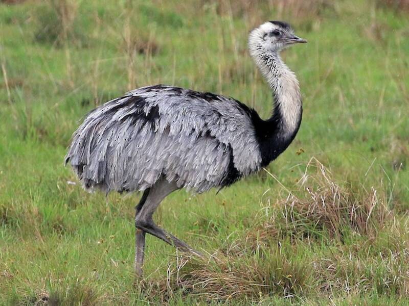 Greater Rhea (Rhea americana)
