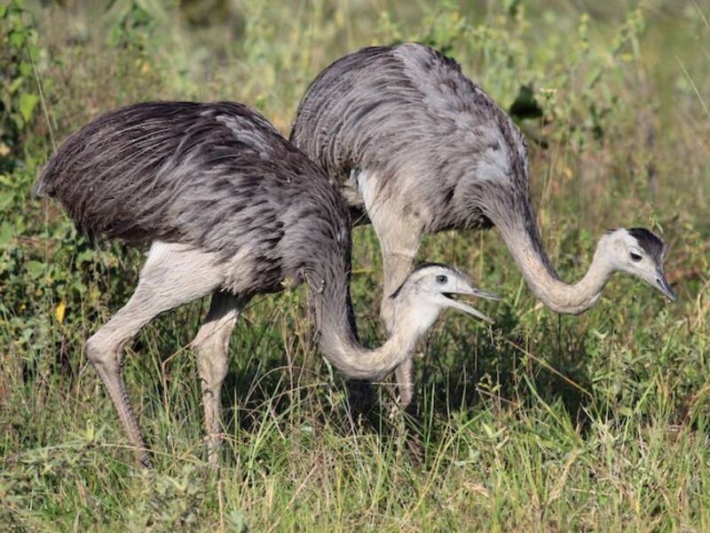 Greater Rhea, 照片 2