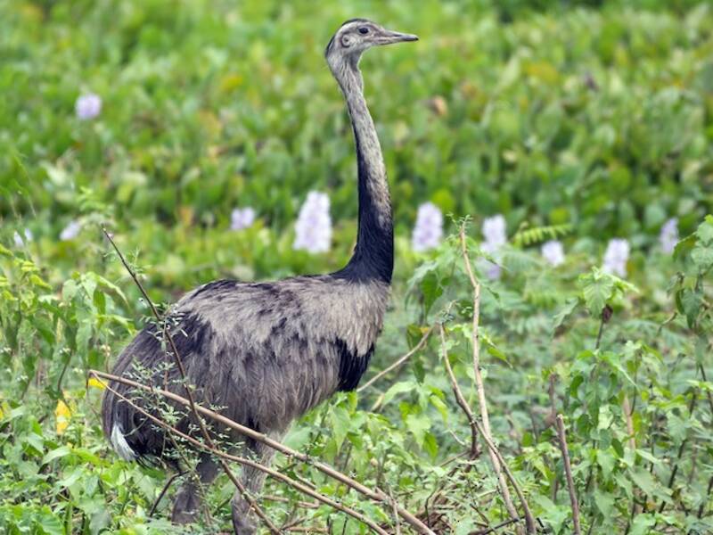 Greater Rhea, 照片 4