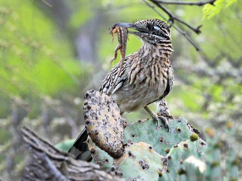 Greater Roadrunner (Geococcyx californianus)
