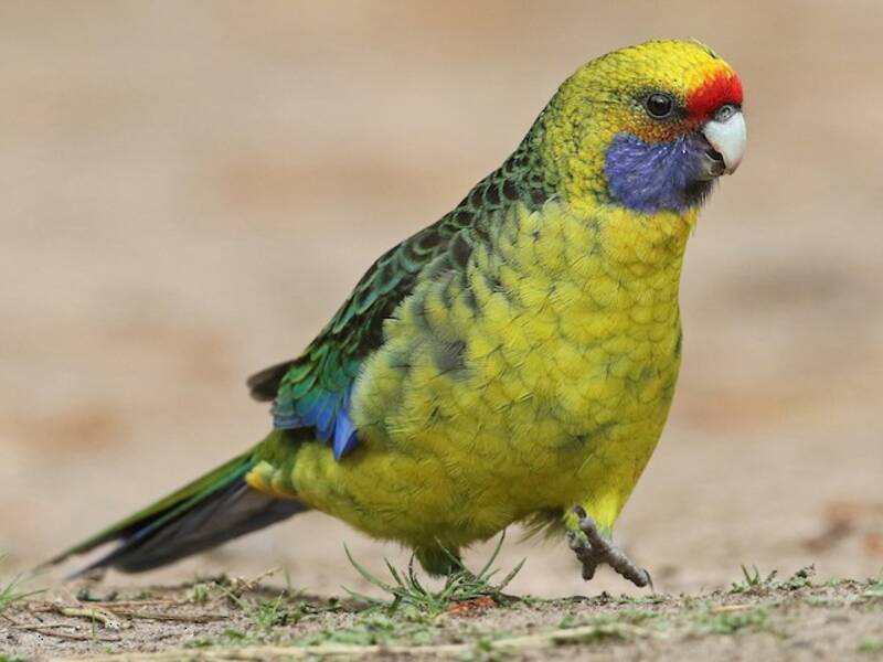 Green Rosella