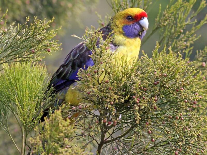 Green Rosella, 照片 2