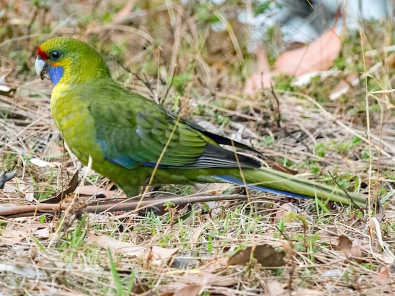 Green Rosella, 照片 4