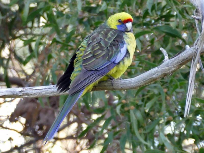 Green Rosella, 照片 3