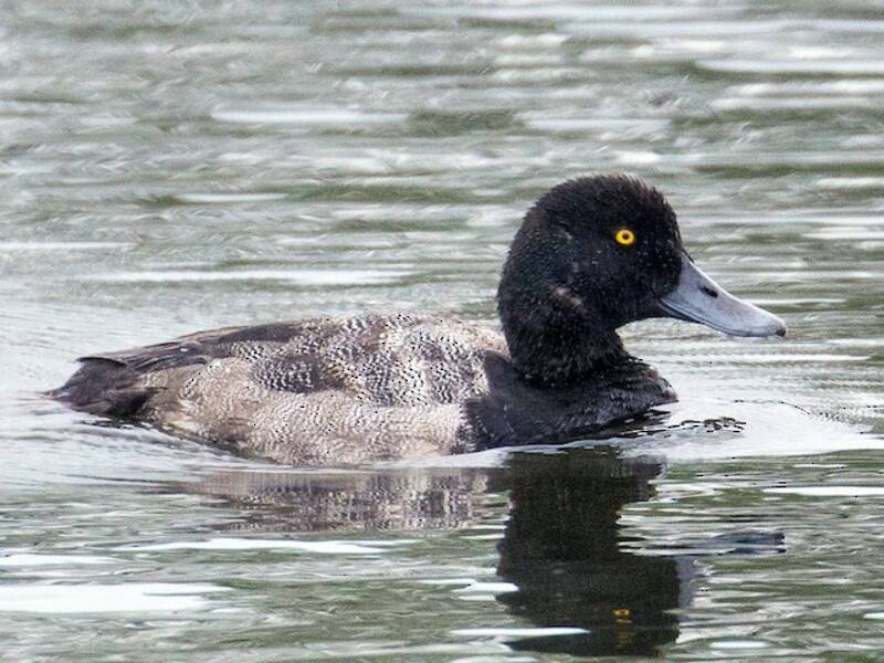 Greater Scaup (Aythya marila)