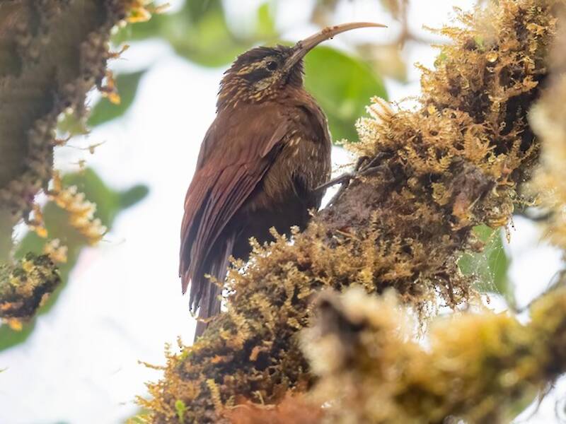 Greater Scythebill, Photos 3