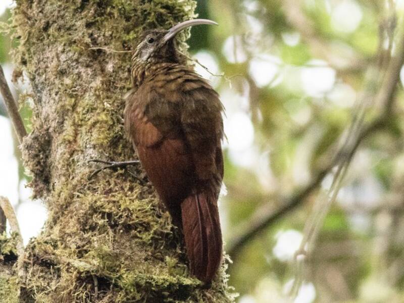 Greater Scythebill, Photos 2