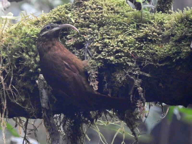Greater Scythebill, Photos 4