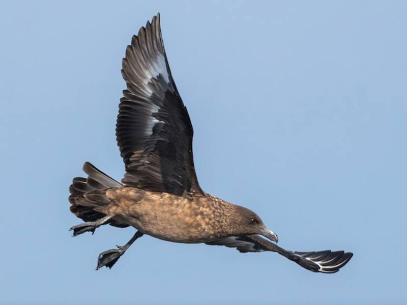 Great Skua, Photos 4