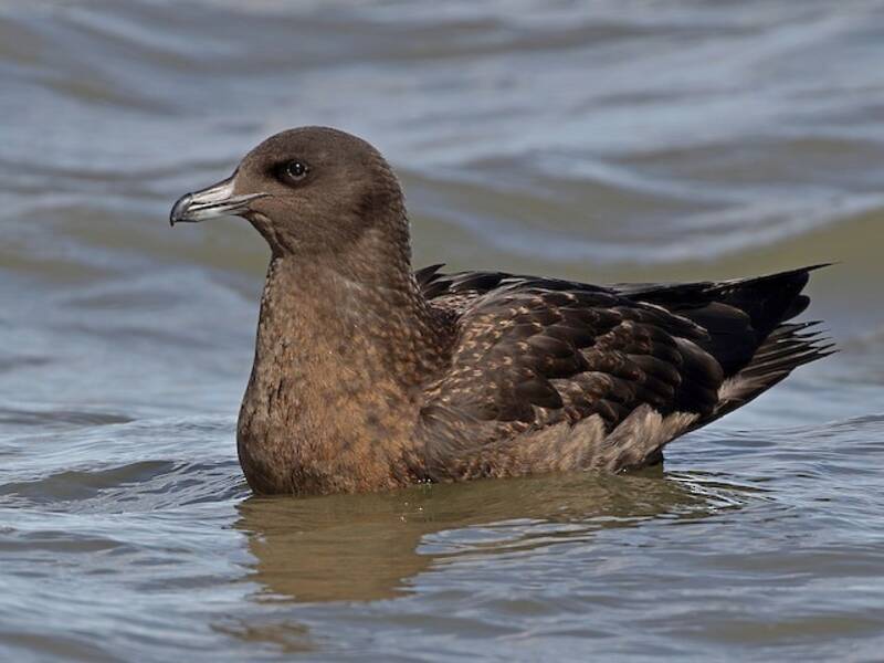 Great Skua, Photos 3