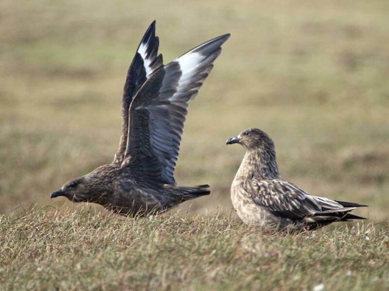 Great Skua, Photos 2