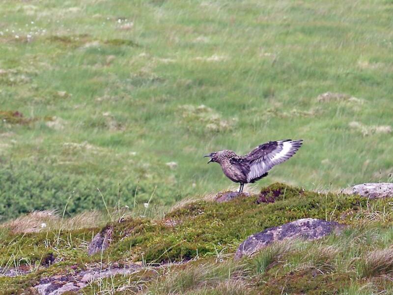 Great Skua