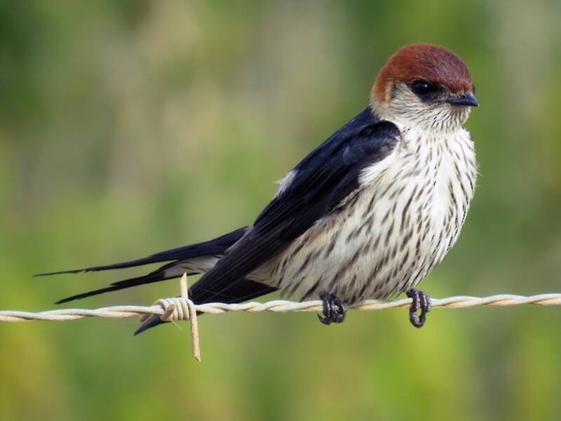 Greater Striped Swallow, Photos 4